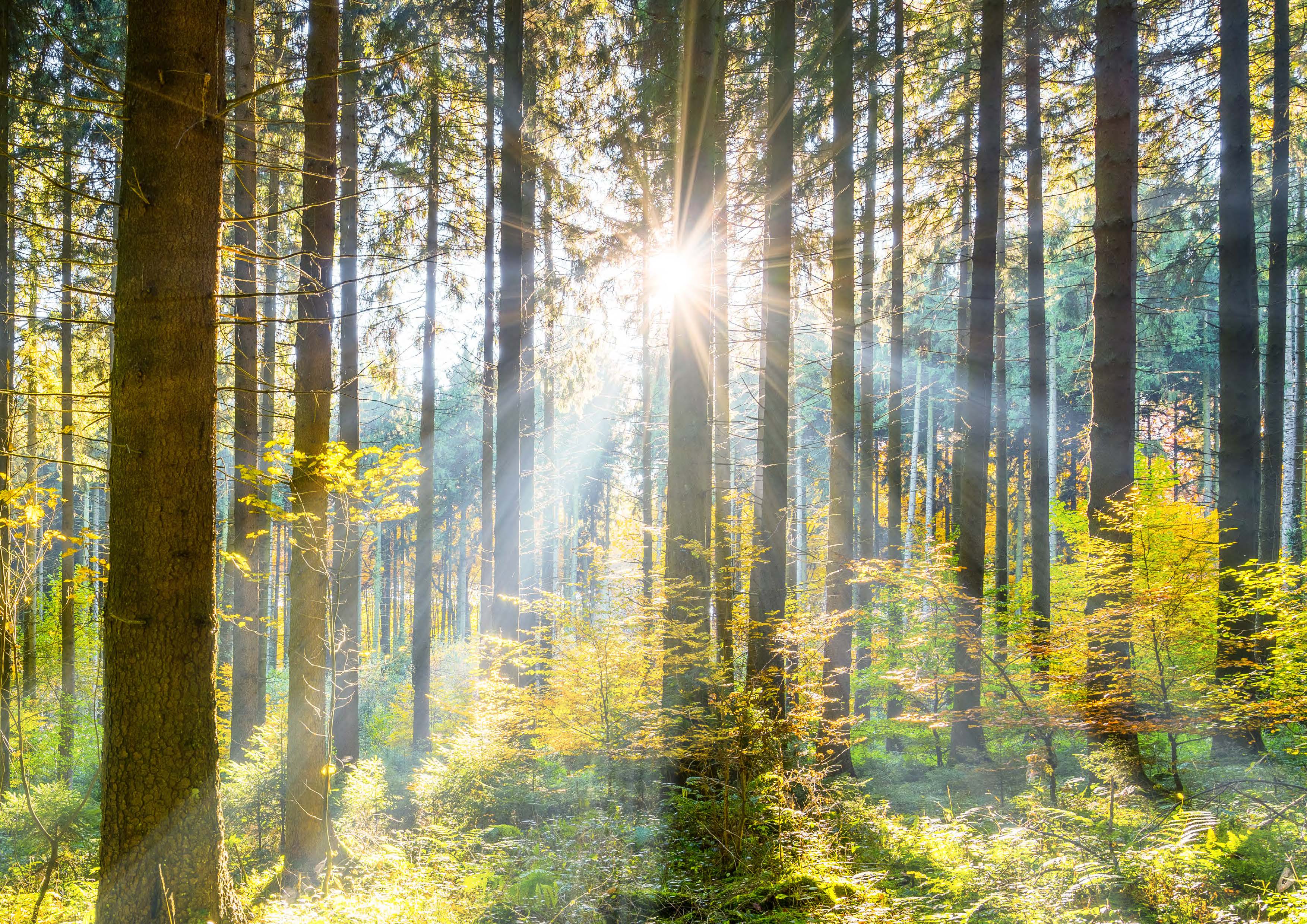 Lichtstrahlen durch Baumstämme im Wäldla Lichtstrahlen durch Baumstämme im Wäldla